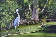 Holland-Marsh-Heron-2